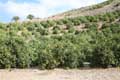 Orangenplantage, GC-60, Gran Canaria