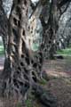Oliven-Wald, alt wie ein Baum, Agios Geogios, Süden, Korfu