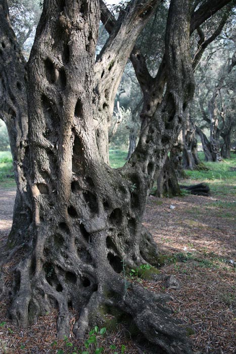 Korfu, Agios Geogios, Süden, Oliven-Wald, alt wie ein Baum - mittelmeer-reise-und-meer.de