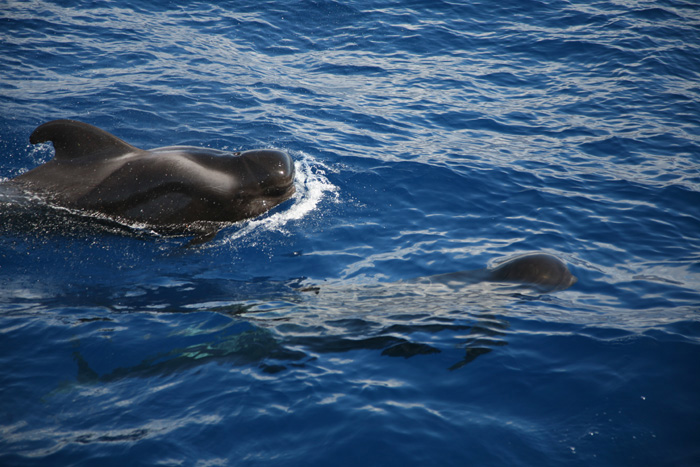 La Gomera, Whale Watching, (3-5) - mittelmeer-reise-und-meer.de