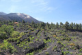 Volcán Cumbre Vieja, Landwirtschaft rund um den Vulkan, La Palma
