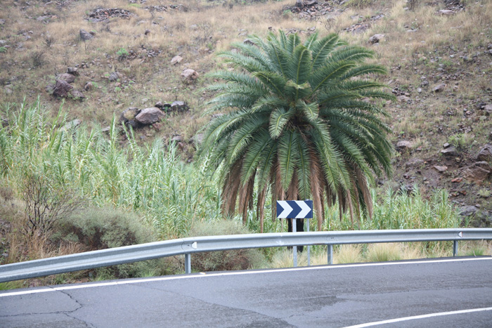 Gran Canaria, GC-200, Meine Palme - mittelmeer-reise-und-meer.de