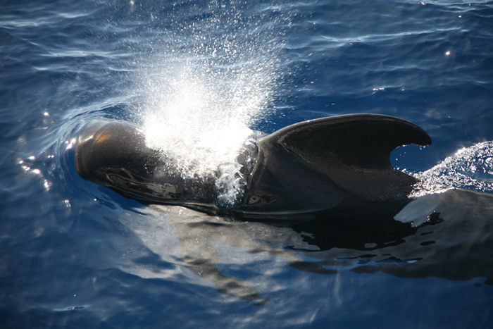 La Gomera, Whale Watching, Foto 1 - mittelmeer-reise-und-meer.de