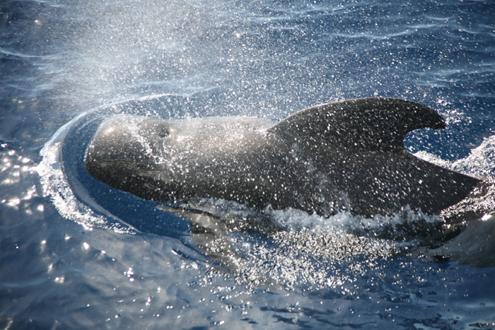 La Gomera, Whale Watching, (1+2) - mittelmeer-reise-und-meer.de