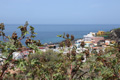 Wunderbaum an der Camino las Hoyas, La Bombilla, La Palma
