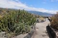 Kathedralen-Kaktus, Mirador del Aeropuerto, La Palma