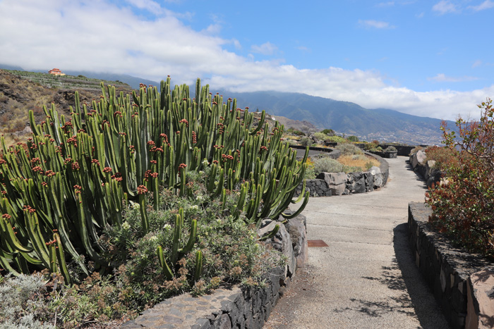 La Palma, Mirador del Aeropuerto, Kathedralen-Kaktus - mittelmeer-reise-und-meer.de