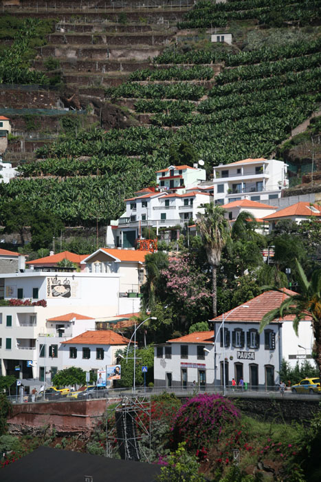 Madeira, Camara de Lobos, Bananenplantage - mittelmeer-reise-und-meer.de