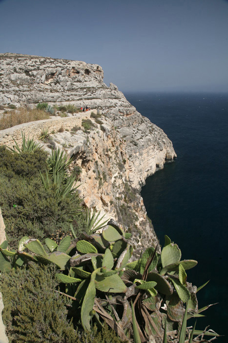 Malta, Blaue Grotte, Kakteen, Steilküste - mittelmeer-reise-und-meer.de
